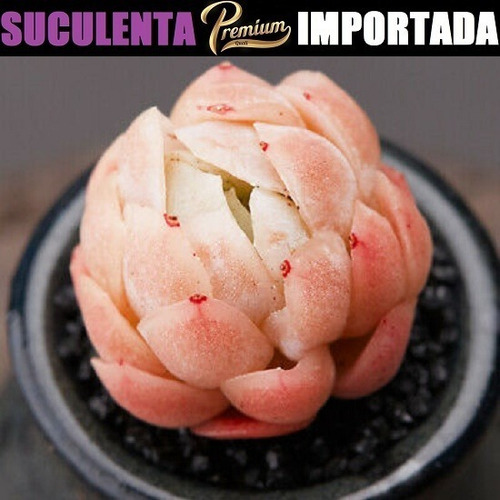 Suculenta Echeveria Elegans Raspberry Ice Com 3cm A 10cm