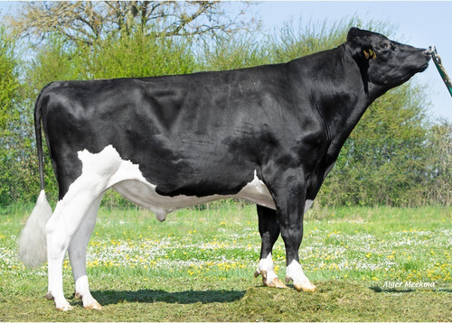 Semen Bovino Holstein Sexado - Pop Etl Pp