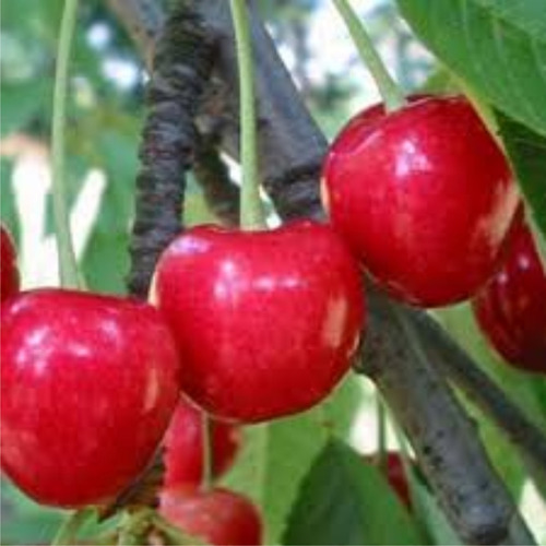Imagen 9 de 10 de Combo 10 Arboles Frutales - Viv.hab.senasa-e.gratis Caba-gba