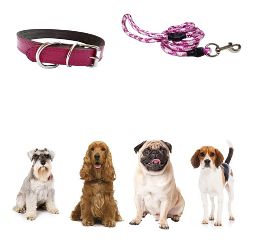 Collar Para Perro Duradero Con Correa Paseo Juego Kit Piel 