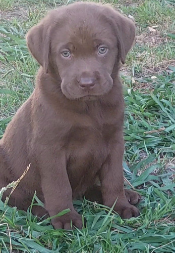 Cachorros Labrador Chocolates Puros Machos Y Hembras 