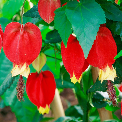 Yegaol Garden - 25 Semillas De Abutilon Megapotamicum Abutil