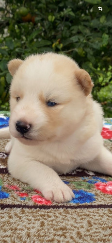 Husky Siberiano