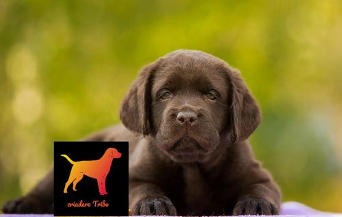 Criadero Tribu, Los Mejores Labrador Retriever De Argentina