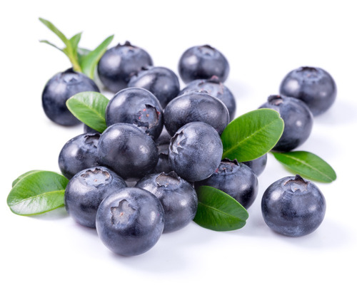 30 Sementes Mirtilo Blueberry Vaccinum Corymbosum P/ Mudas