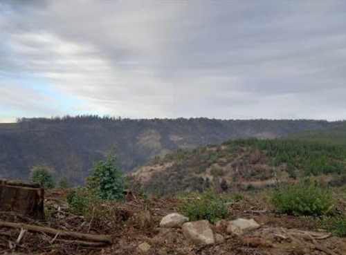 Terreno A 18 Km De Curicó Con Bosque Nativo