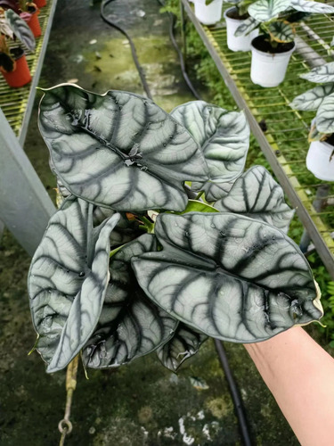 500 Semillas De Alocasia Colores Variados + Abono De Regalo