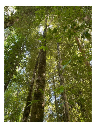 Imagen 8 de 10 de Exclusivo Sitio En Venta - Las Cascadas, Puerto Octay
