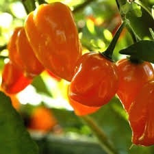 Semillas De Chile Habanero Naranja, Bolsa De 100 Gramos 