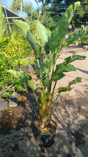 Strelitzia Nicolai (ave Del Paraíso Gigante) 40lts