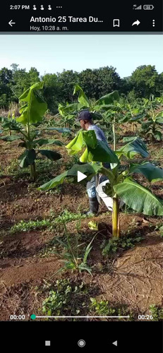 Vendo Esta Finca De 59 Tareas En Don Juan De Monte Plata