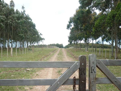 Venta Campo En Rocha 1519 La Pedrera Marítimo Ganadero (ref: Cbr-1233)