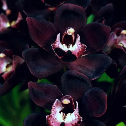 Cymbidium Kiwi Midnight Orquídea Negra Pendente