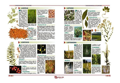 Las Hierbas Aromáticas, Saborizantes Y Saludables