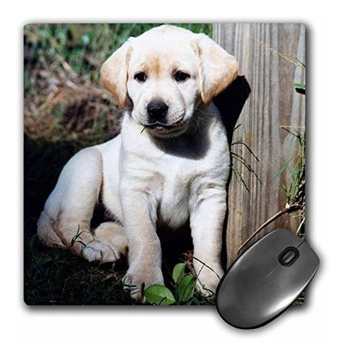 Mouse Pad Cachorro Lab Amarillo Lindo 8x8  3drose