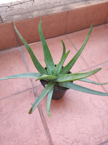 Planta De Aloe Vera Barbadensis Comestible Medicinal M12