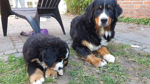 Boyero De Berna 100% Puros En San Vicente - Area Canina