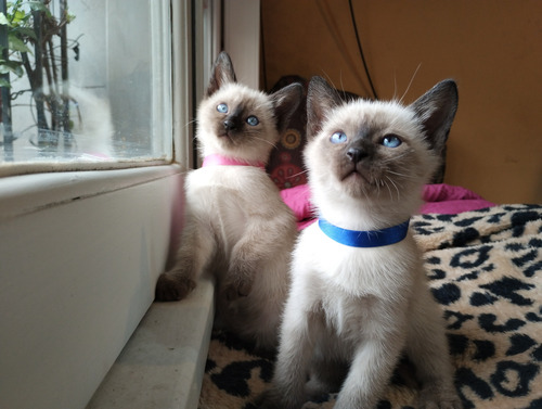 Gatos Siames Bebes! Gatitos Siameses Chiquitos! Macho Hembra