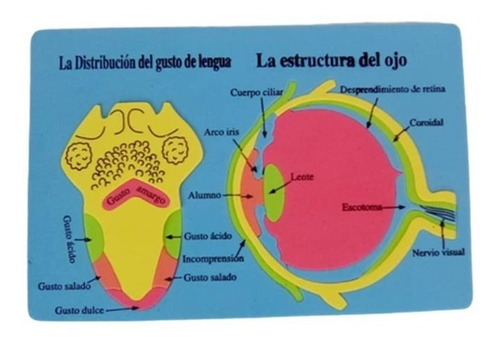 Rompecabeza Educativo Estructura Del Ojo Y Lengua