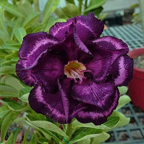 Adenium Color Morado Japonico + 1 Kg De Sustrato De Regalo