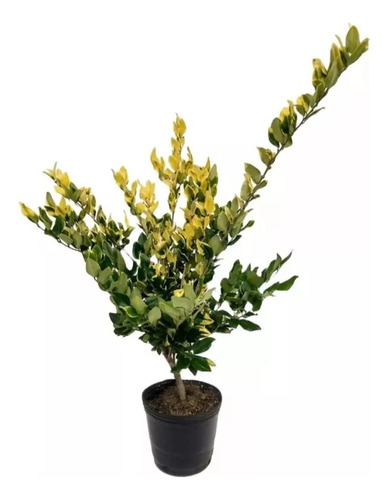 Olea Texana, Ligustrum Texanum, Cerco Vivo 10lts