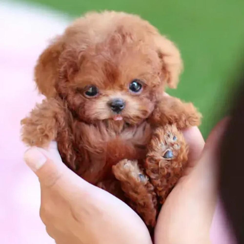 Apto Para Robot-puppy, My Realistic Robot Puppy, Milow
