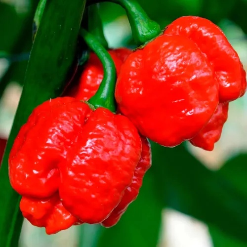 10 Semillas De Ají Trinidad Scorpion (súper Picante)