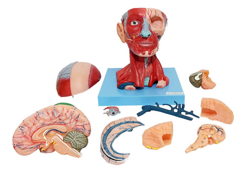 Cabeça Com Músculos E Cérebro Em 10 Partes Anatomia Fisiolog