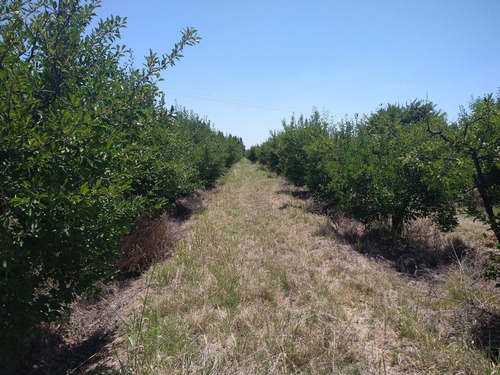 Imagen 3 de 14 de 67,7 Has En Barrancas, Maipú