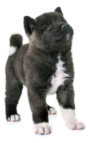 Cachorro Akita Americano Dog Akita Perro Disponible