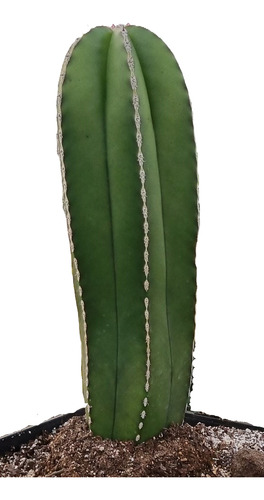 Cactus Pachycereus Marginatus Mediano
