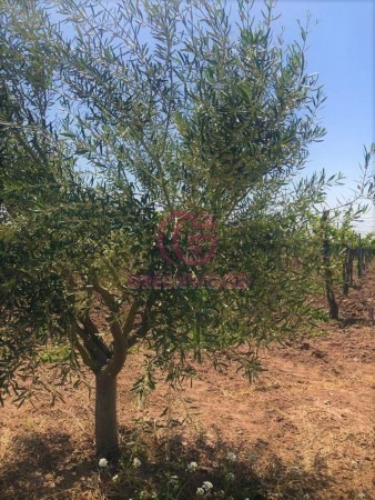 Imagen 6 de 19 de Greenwood Vende Hermosa Finca Con Viñedos, Casa, Galpon Y Pozo Para Riego
