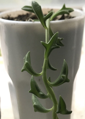 Senecio Peregrinus Delfín - Envíos A Todo El Pais!!