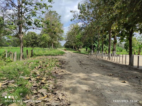 Imagen 3 de 13 de Finca En Venta En El Tambor, Mun. Obispos, Barinas