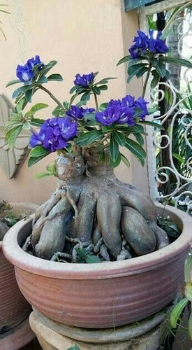 Adenium Rosa Del Desierto Obesum Azul Aqua