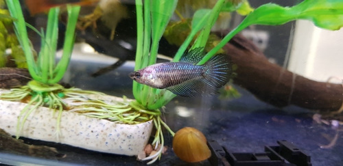 Pez Betta Splendens