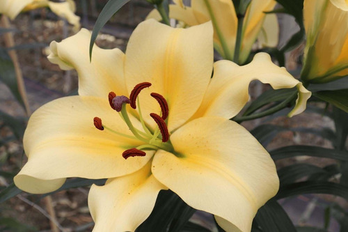 Imagen 8 de 10 de Bulbos De Lilium X1 Bulbo Asiático/oriental Alto/enano Impor