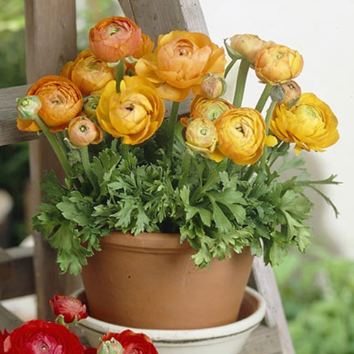 Imagen 2 de 5 de Bulbos De Marimonia Tomer Israel Enanas Flores Gigantes X5 B