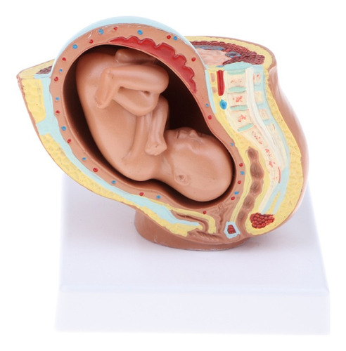 Modelo Anatómico De Cuerpo Femenina Desarrollo Fetal