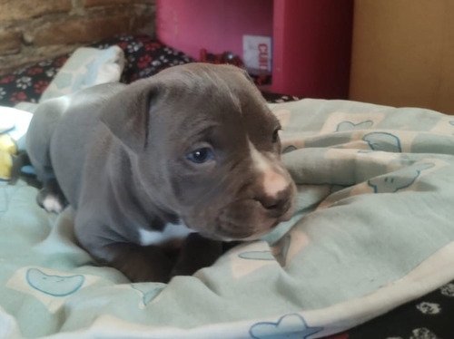 Cachorros Pitbull Hermosos Blue