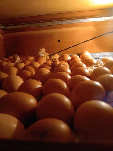 Imagen 2 de 6 de Huevos Fértiles