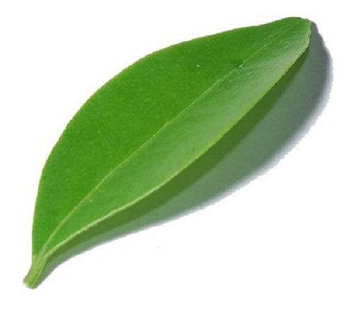 Hojas Verdes De Guanabana Para Té, 100% Orgánicas 500 Gr