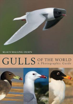 Libro Gulls Of The World : A Photographic Guide - Klaus M...