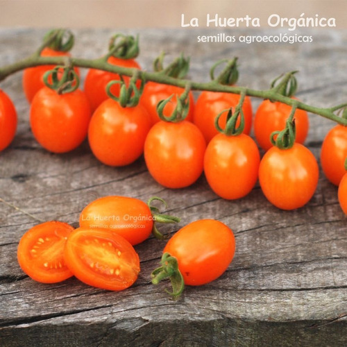 Semillas Tomate Cherry Naranja Superproductivo! Excelente!