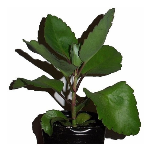 Kalanchoe Pinnata Original Medicinal (bryophyllum Pinnatum)