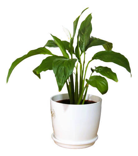 Plantas De Interior Cuna De Moises C/maceta Premium Y Plato