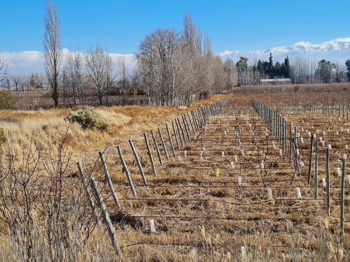 Imagen 5 de 20 de 41 Ha Ruta 15 (zona Bodegas)