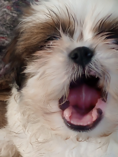 Filhote Shitzu Machinho