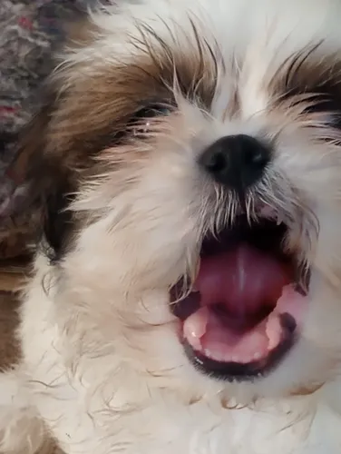 Filhote Shitzu Machinho