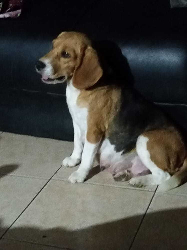 Imagen 3 de 5 de Cachorros Beagles